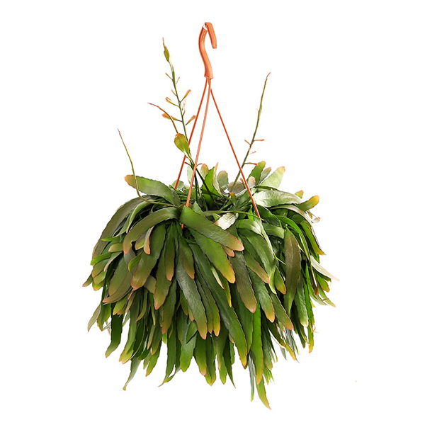 Rhipsalis Ramulosa &apos;Red Coral&apos; P 21 cm