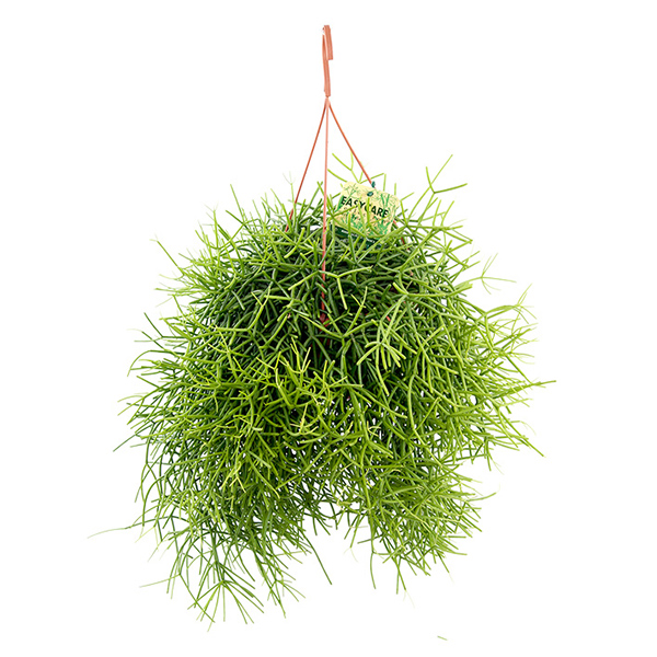 Rhipsalis Heteroclada (Easycare) P 21 cm