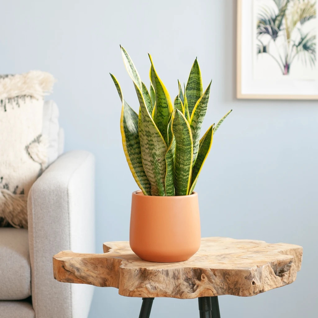 Vrouwentong - Sansevieria Laurentii - P12