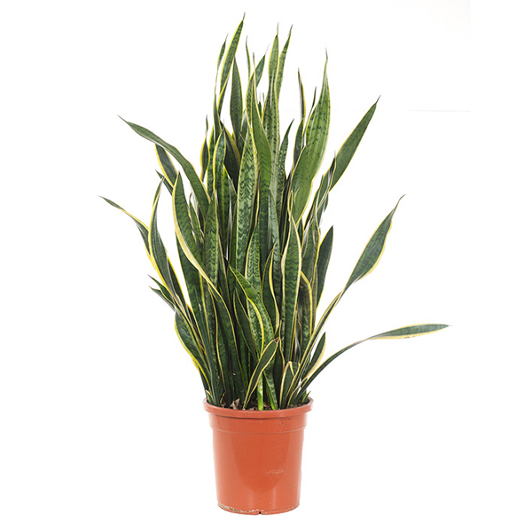 Sansevieria Laurentii XXL (Vrouwentong) - P 30 cm