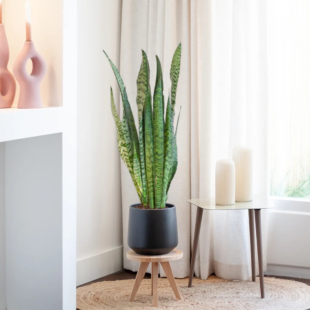 Sansevieria Zeylanica - Vrouwentong - P21