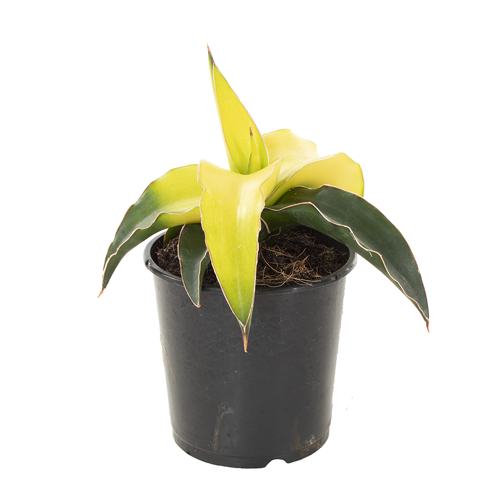 Sansevieria Star Canary P 9 cm