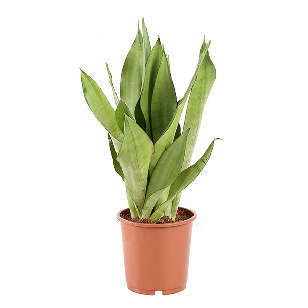 Sansevieria Moonshine (Vrouwentong) - P 12 cm