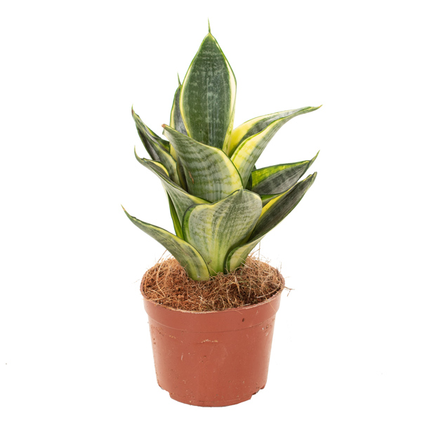Mini Sansevieria Golden Hahnii - P 9 cm