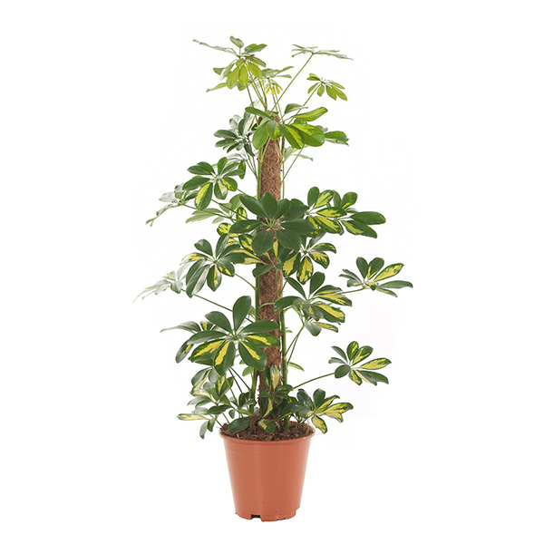 Schefflera Gold Capella (Vingerboom) - P 19 cm