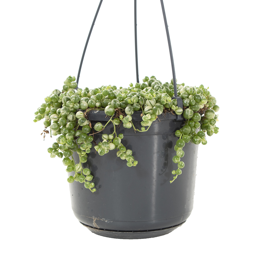 Senecio Rowleyanus variegata (bonte erwtenplant) - P 14 cm