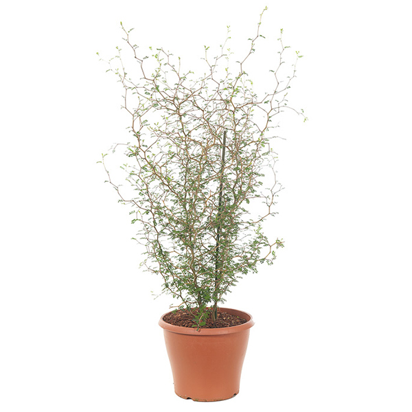 Sophora Prostrata &apos;Little Baby&apos; - P 19 cm