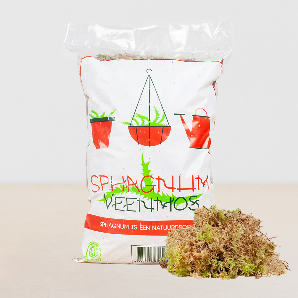 Sphagnum mos levend
