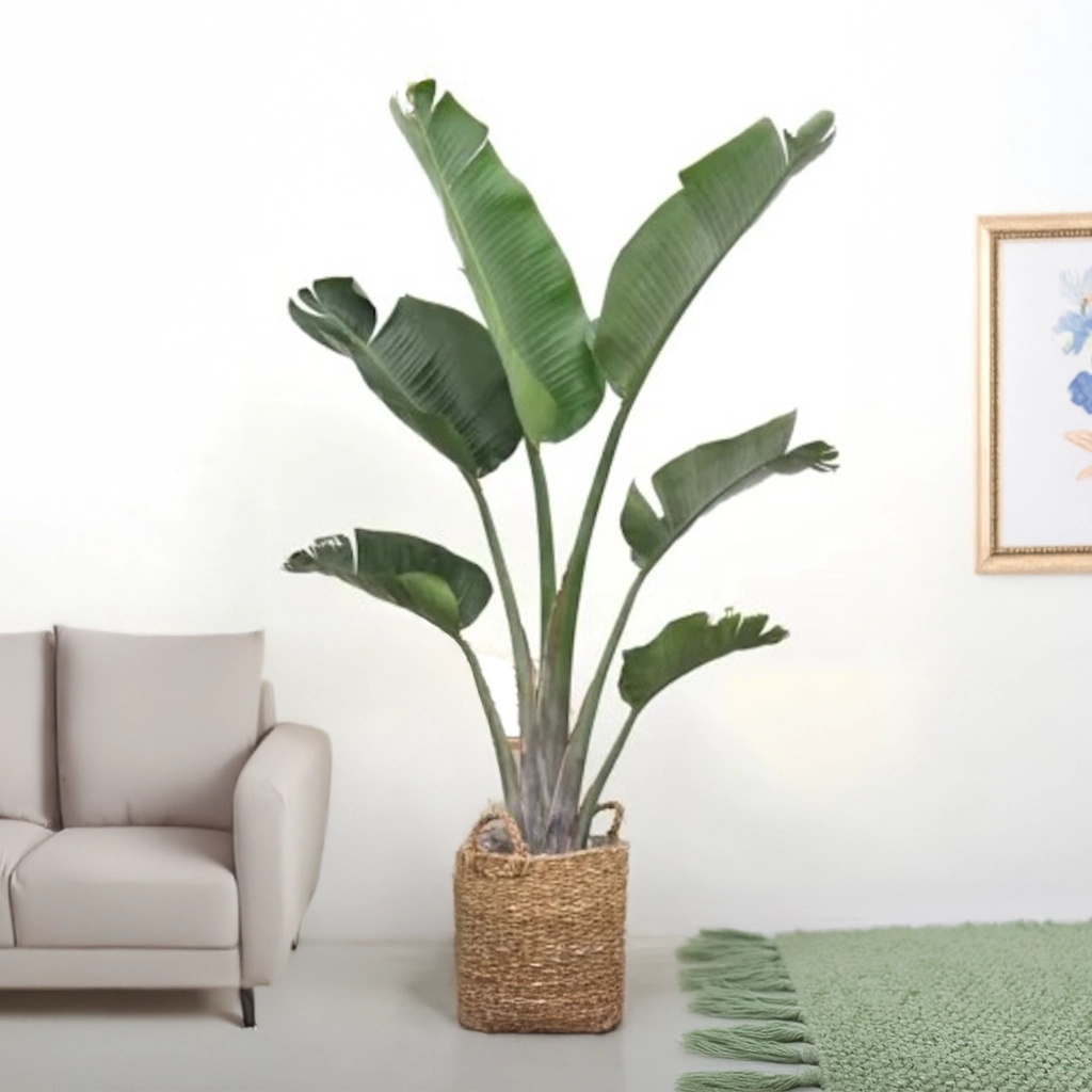 Strelitzia Augusta - Paradijsvogelplant - P30