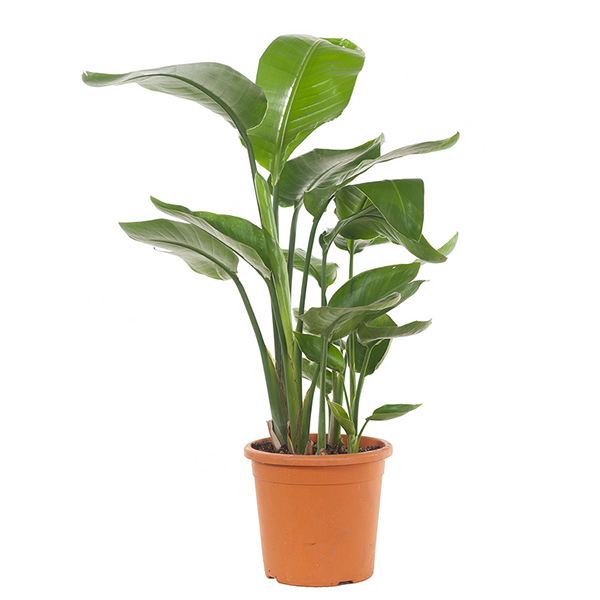 Strelitzia Nicolai (Witte Paradijsvogelbloem) - P 24
