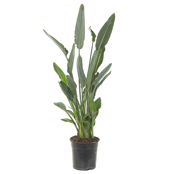 Paradijsvogelbloem (Strelitzia Reginae) - P 24 cm