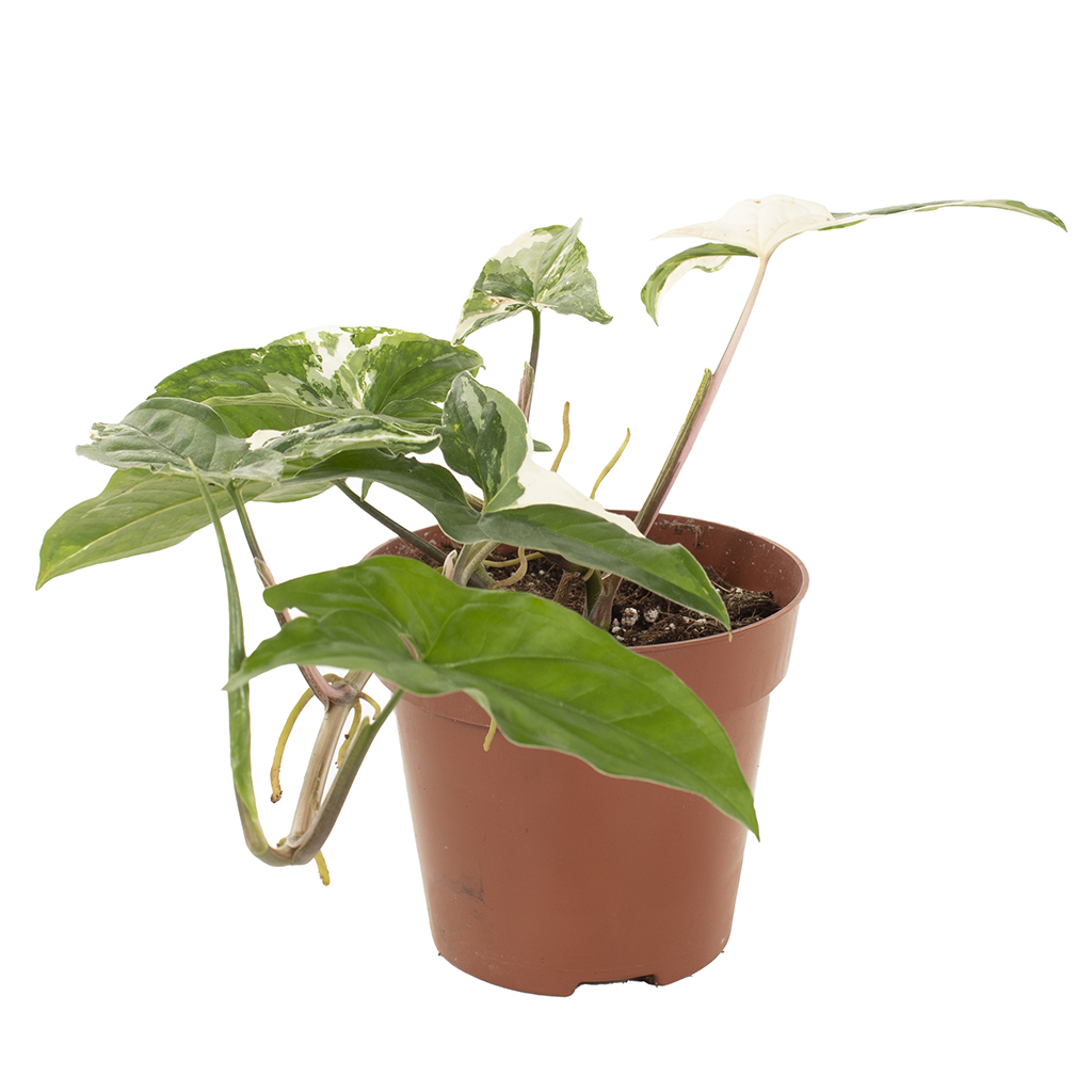 Syngonium Variegated - P 12 cm