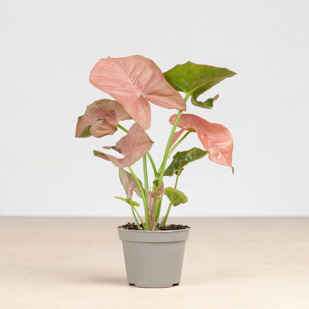 Mini Syngonium Neon Robusta - Aronskelk - P6