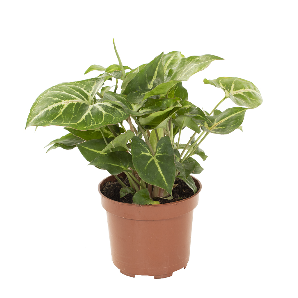 Syngonium Podophyllum (witte nerf) - P 12 cm