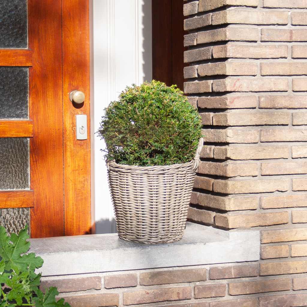 Taxus Baccata - P26