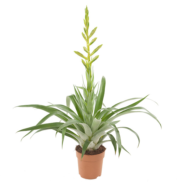 Tillandsia Oerstediana (Bromelia) - P 12 cm