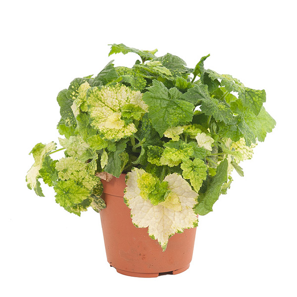 Tolmiea Menziesii (Kindje op moeders schoot) - P 12 cm