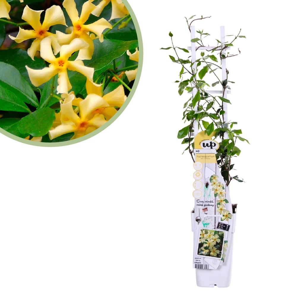 Trachelospermum Star of Toscana Toscaanse Jasmijn P14