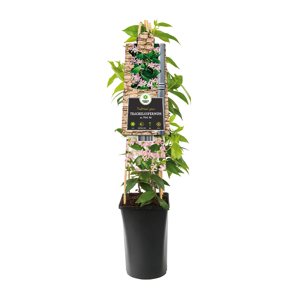 Sterjasmijn roze (Trachelospermum Asiaticum) - P 16 cm