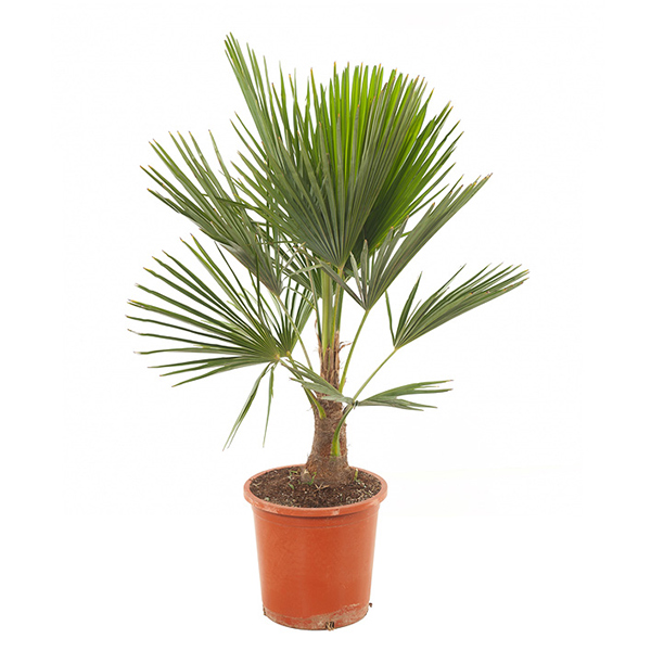 Trachycarpus Fortunei - P 24 cm