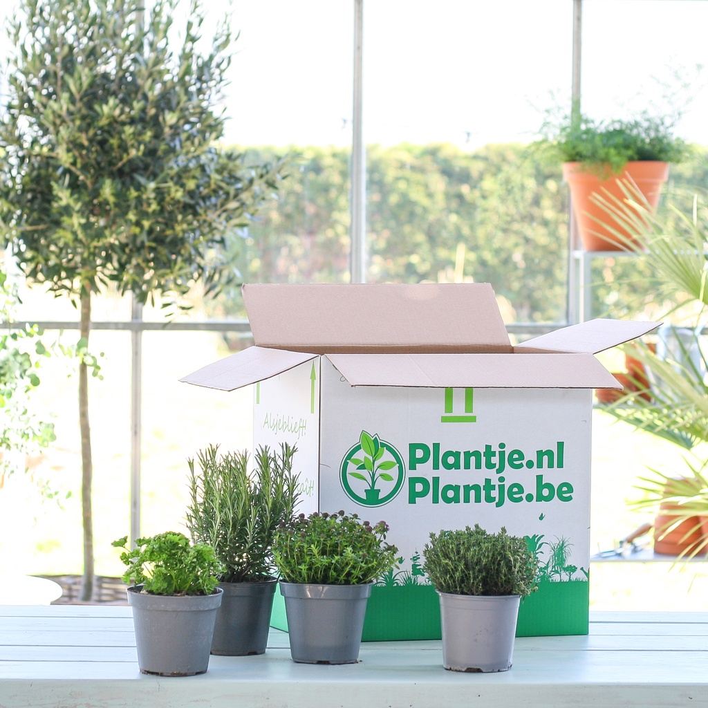 Tuinkruiden box (4 stuks)