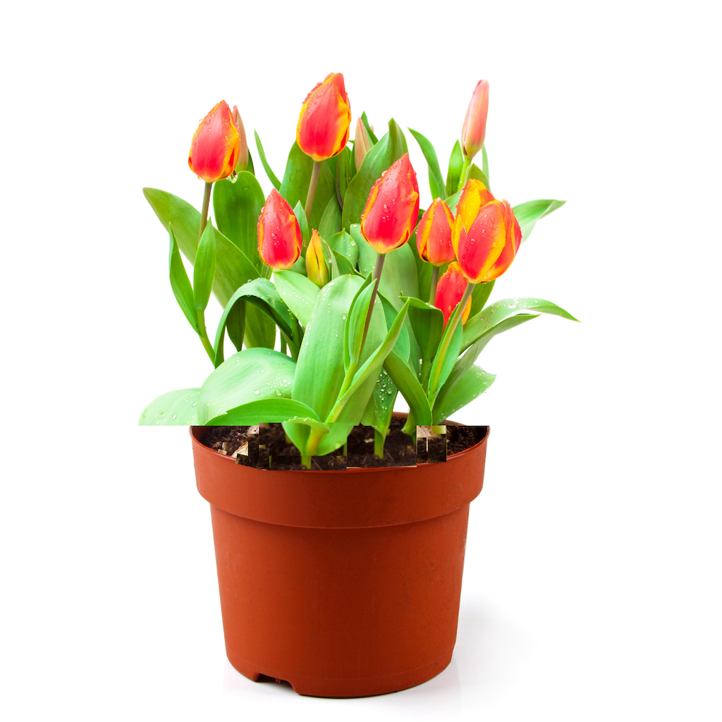 Tulpen Rood Oranje P12
