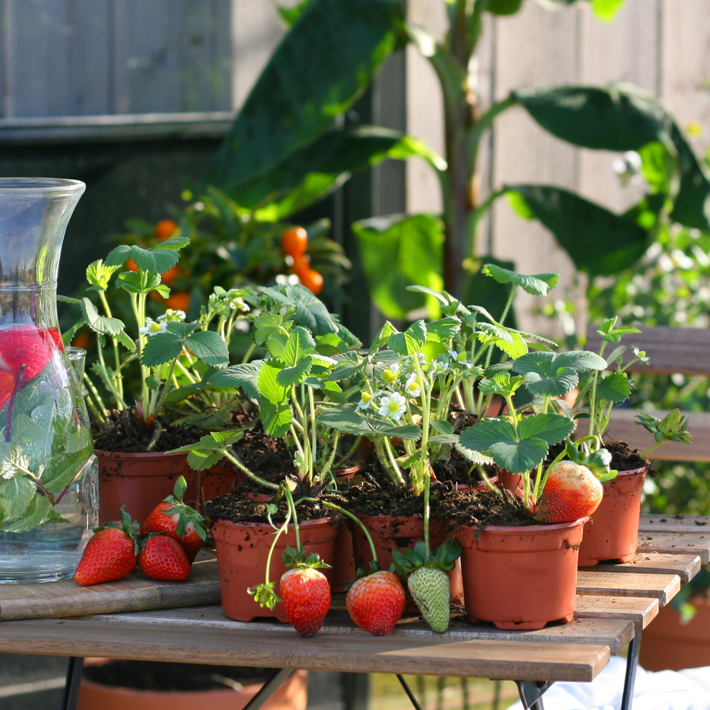 Aardbeienplanten Box