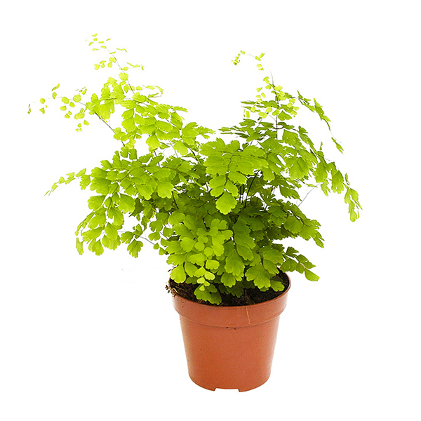 Venushaar (Adiantum Fragrans varen) P 12 cm