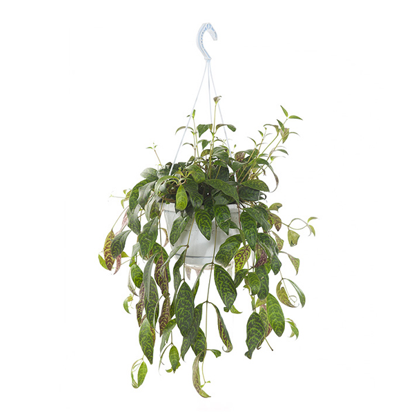 Aeschynanthus Marmoratus - P 18 cm