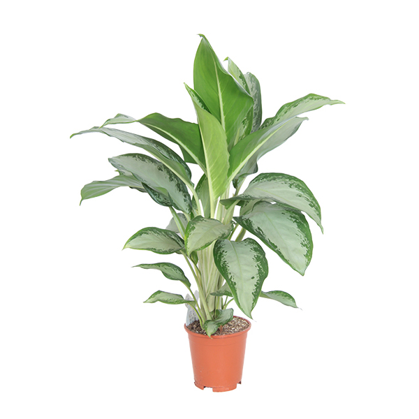 Aglaonema Cleopatra - P 17 cm