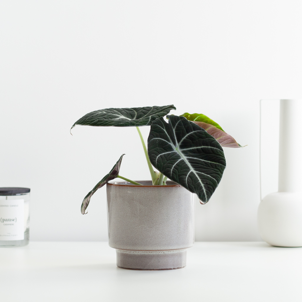 Alocasia Reginula Black Velvet - P12