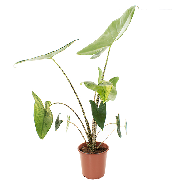 Alocasia Zebrina Variegated (bont)