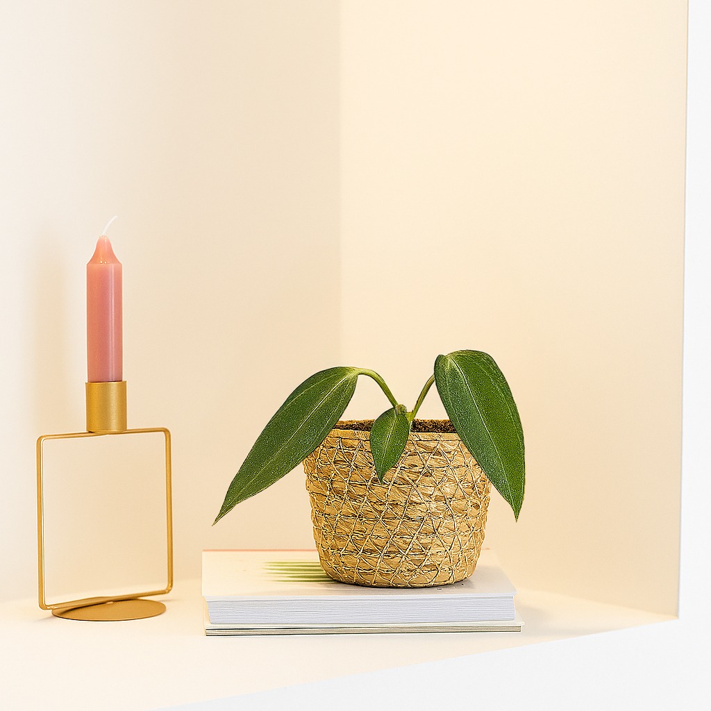 Anthurium Warocqueanum P6