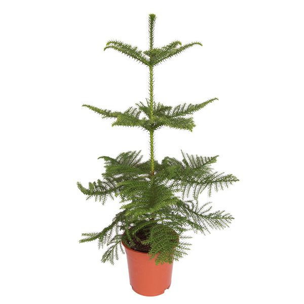 Kamerden (Araucaria Heterophylla) P 21 cm