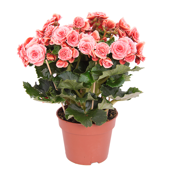 Roze Begonia (Kamerbegonia elatior) - P 17 cm