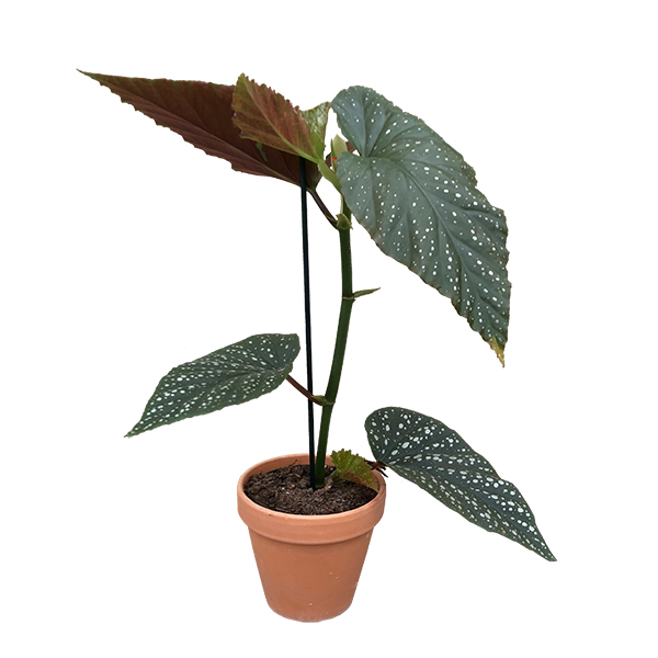 Begonia Corallina (Angel Wing) - P 13 cm