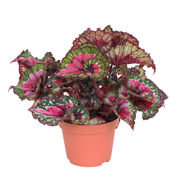 Begonia Rex &apos;Macarena&apos; (Bladbegonia) - P 12 cm