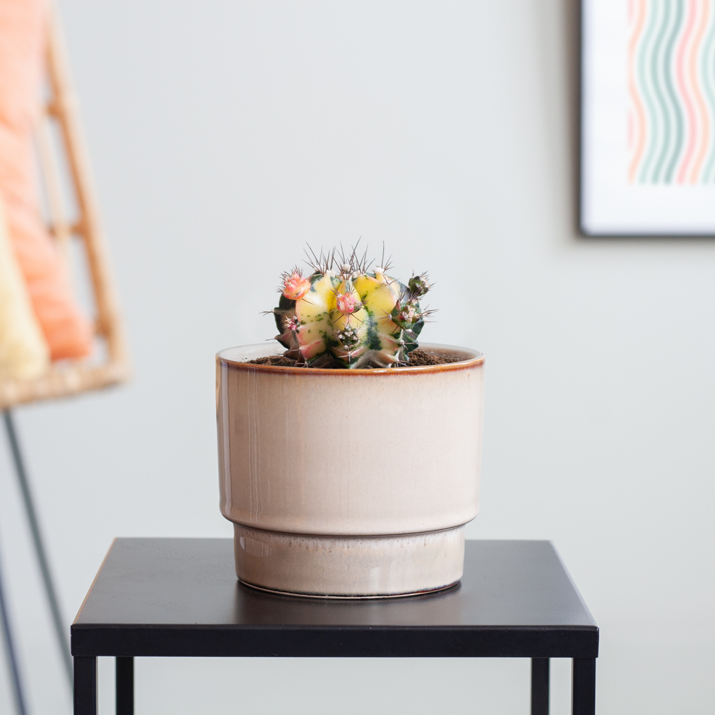 Gymno Variegata Cactus - P6,5