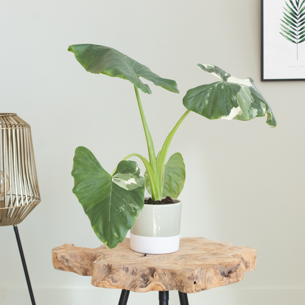 Alocasia Odora Variegata - P12