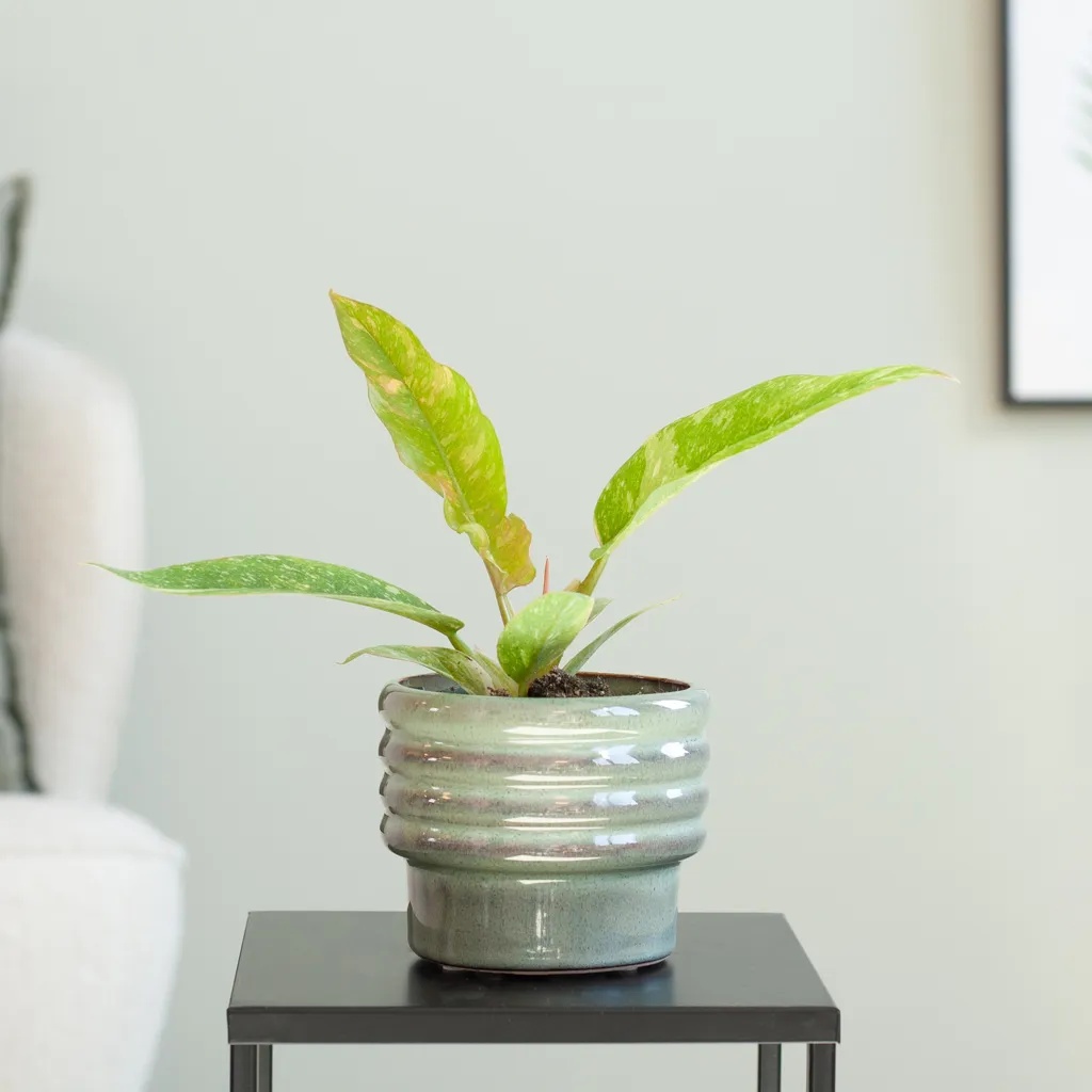Philodendron Ring of Fire - P9