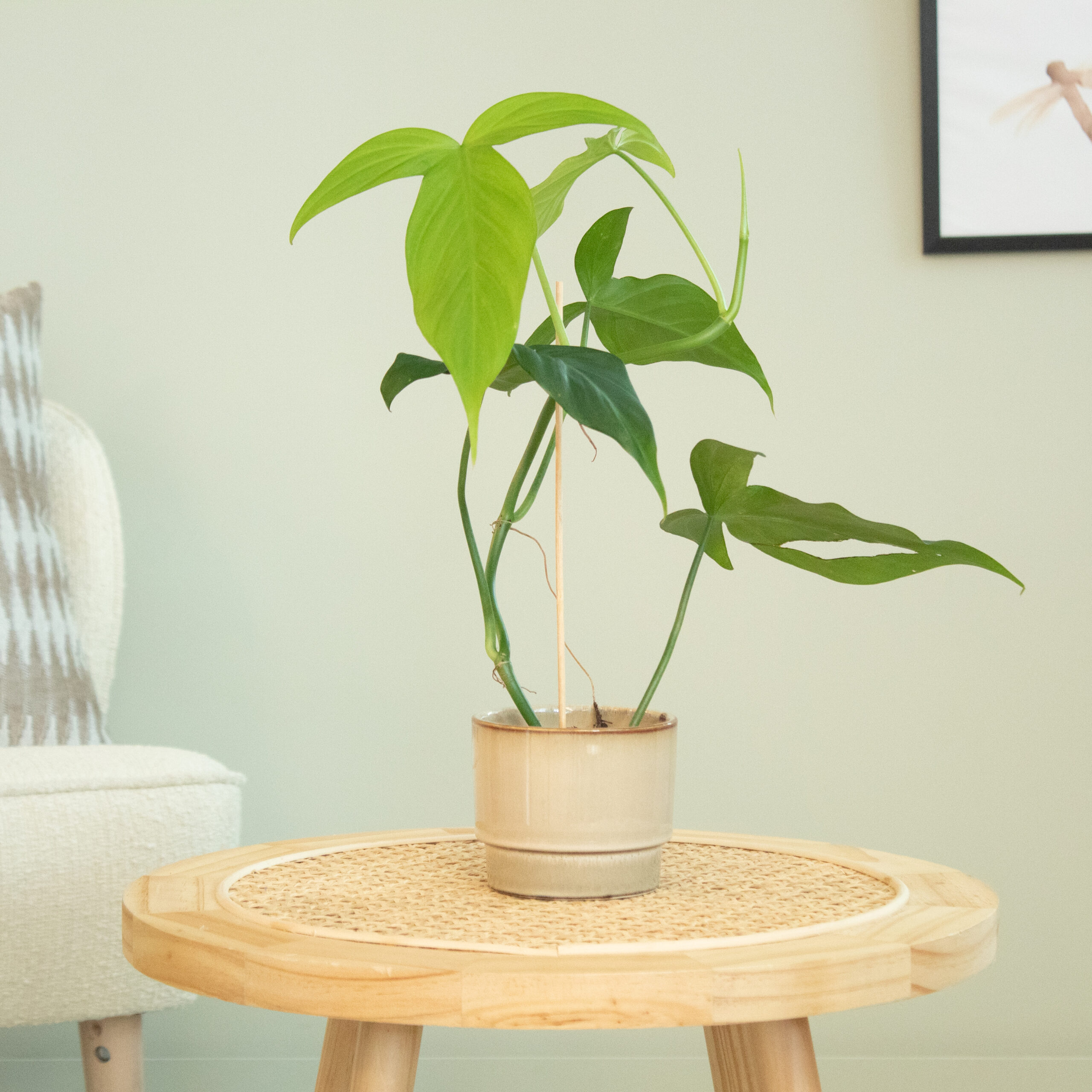 Philodendron Camposportoanum - P9
