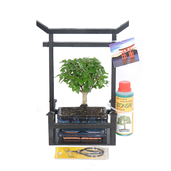 Bonsai starter kit (Voor beginners)