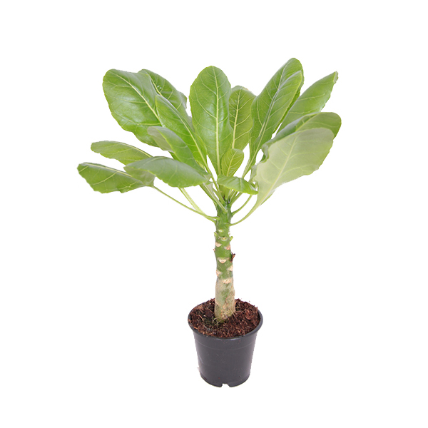 Vulkaanpalm (Brighamia Insignes) P 13 cm