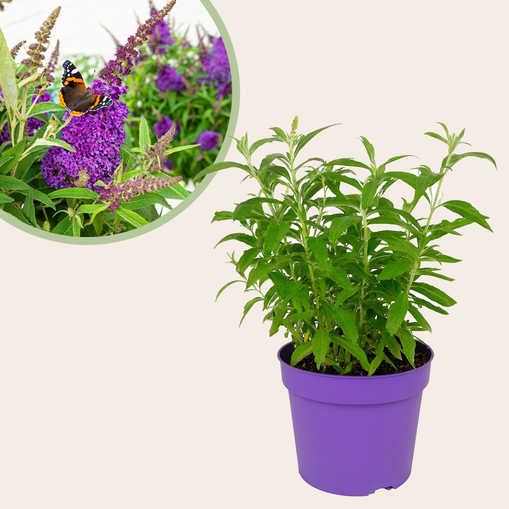 Buddleja Davidii Butterfly Candy Little Purple - Vlinderstruik - P19
