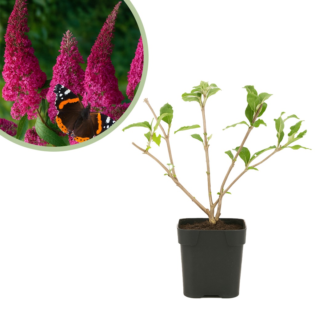 Buddleja davidii 'Pink Delight' Vlinderstruik P9