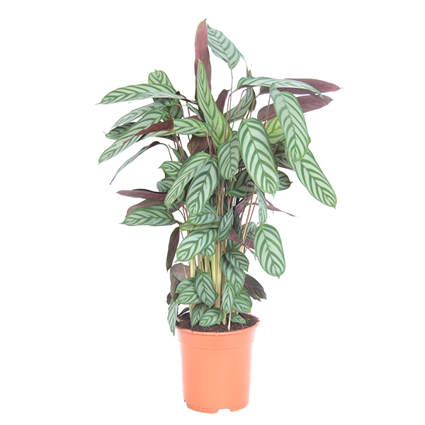 Calathea Compactstar (Ctenanthe) - P 21 cm