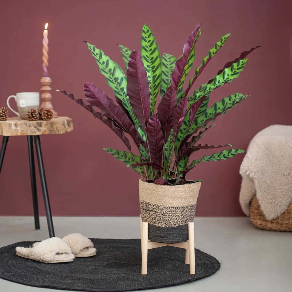 Calathea Lancifolia Insigne - Schaduwplant - P19