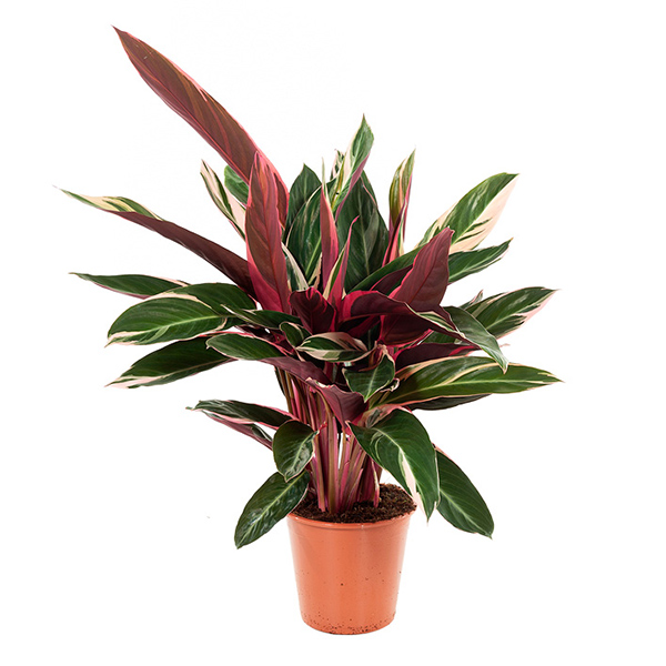 Calathea Triostar (Stromanthe Sanguinea) - P 19 cm