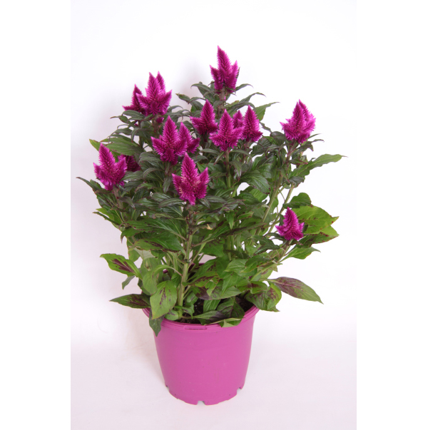 Celosia Caracas P 12 cm