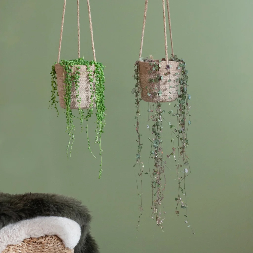Ceropegia Woodii & Senecio Rowleyanus Duo - P14